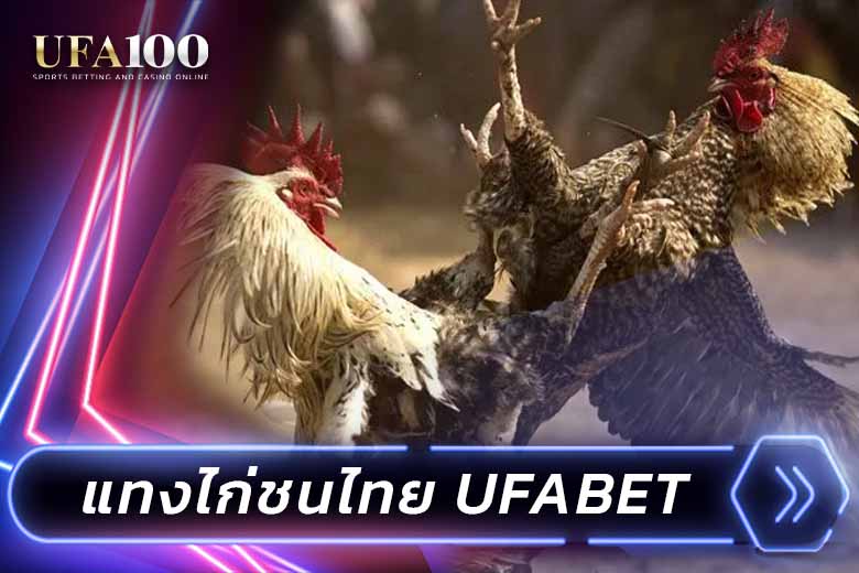 UFA100-cover-ufabet-cockfight